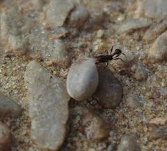 Tetramorium sericeiventre