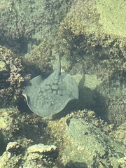 Urobatis halleri