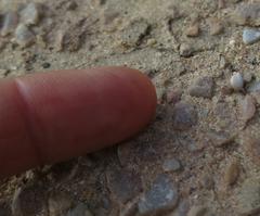 Tetramorium sericeiventre