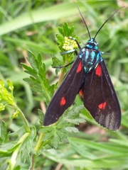 Cyanopepla fulgens