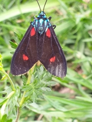 Cyanopepla fulgens