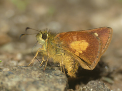 Dalla ticidas