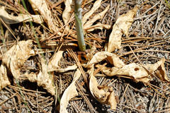 Lichtensteinia trifida trifida