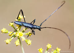 Lichtensteinia trifida trifida