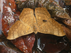 Emesis angularis