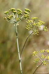 Lichtensteinia trifida trifida