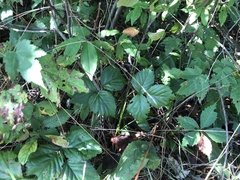 Rubus heterophyllus
