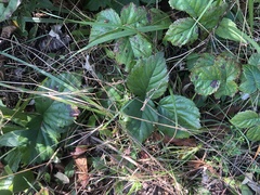 Rubus heterophyllus