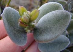 Podalyria hirsuta