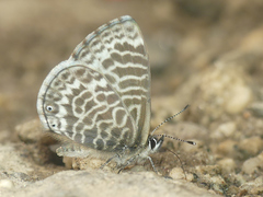 Leptotes lamasi