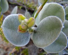 Podalyria hirsuta