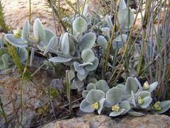Podalyria hirsuta
