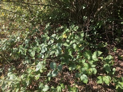 Rubus heterophyllus