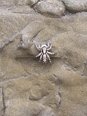 Menemerus bivittatus