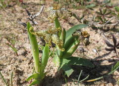 Ferraria parva
