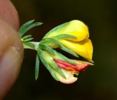 Aspalathus juniperina juniperina