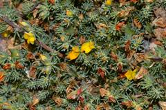 Aspalathus juniperina juniperina