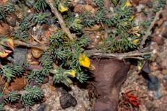 Aspalathus juniperina juniperina