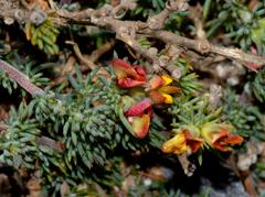 Aspalathus juniperina juniperina