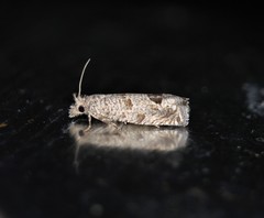 Pelochrista seamansi