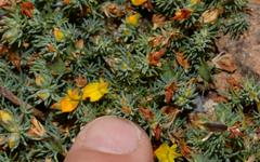 Aspalathus juniperina juniperina