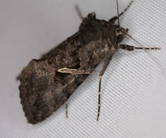 Ctenoplusia oxygramma