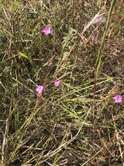 Agalinis decemloba