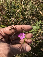 Agalinis decemloba