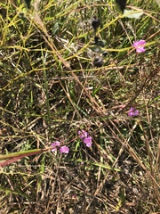 Agalinis decemloba