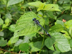 Hylaeothemis apicalis