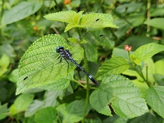 Hylaeothemis apicalis