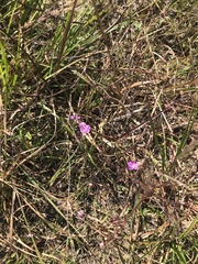Agalinis decemloba