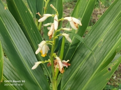 Alpinia mutica