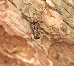 Litocerus