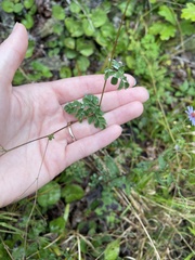 Thalictrum macrostylum
