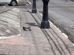 Columba livia