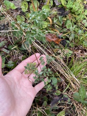 Thalictrum macrostylum