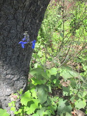 Salvia vitifolia