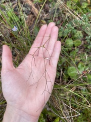 Thalictrum macrostylum