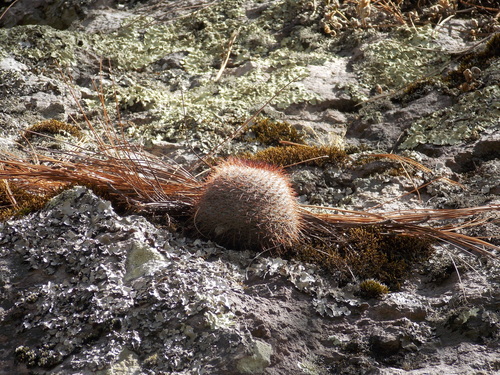Mammillaria standleyi