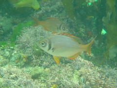 Boopsoidea inornata