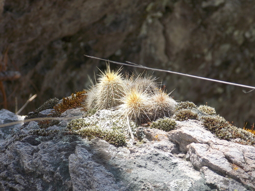 Echinocereus scheeri
