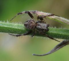 Pararaneus perforatus