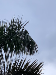 Psittacara chloropterus