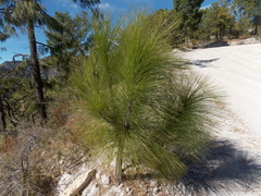 Pinus arizonica