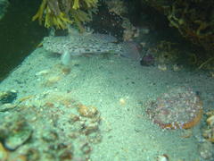 Caffrogobius nudiceps