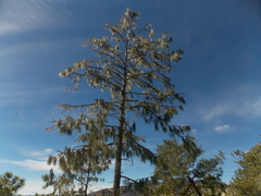 Pinus lumholtzii