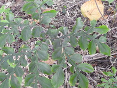 Amorphophallus hirtus