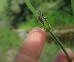 Pararaneus perforatus