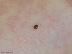 Scymnobius galapagoensis